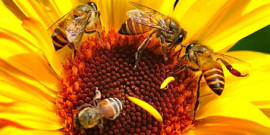 Včelky přináší med pro konzumaci i pro výrobu.